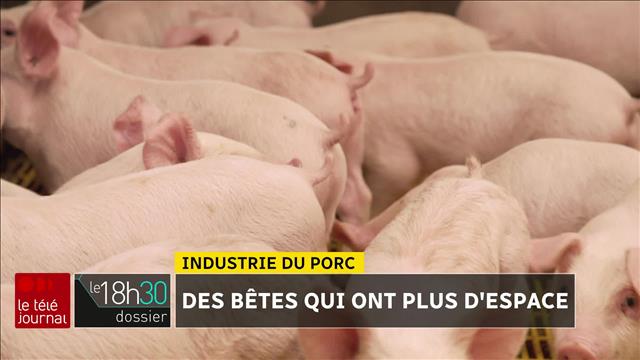 Industrie porcine : des mesures pour le bien-être des animaux