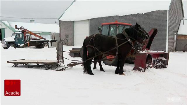Des terres agricoles reprennent vie grâce à l’arrivée des mennonites à Champdoré