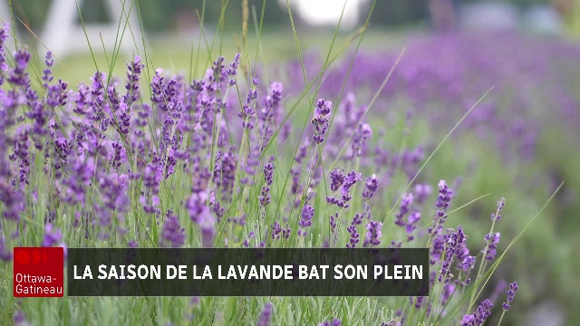 La saison de la lavande bat son plein dans l'est ontarien