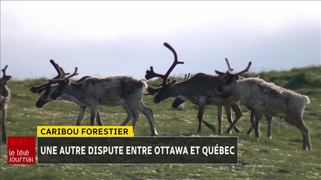 Caribou Protection Protection du caribou au Québec : Ottawa s'en mêle | Radio-Canada