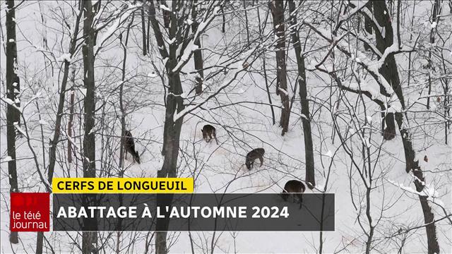 L abattage des cerfs de Longueuil commencera l automne 2024