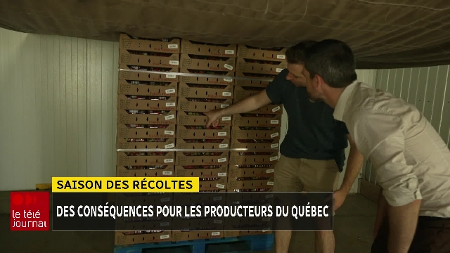 Les producteurs de framboises québécois frappés par le dumping américain